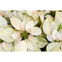 10" POINSETTIA WHITE
