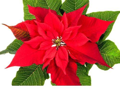 4.75 Poinsettias