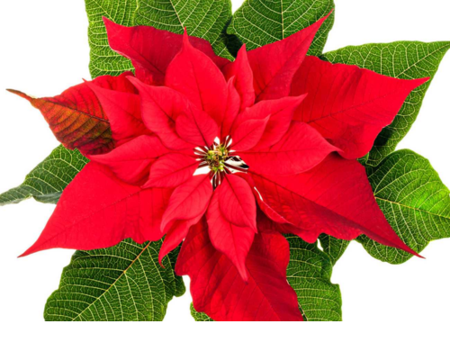 4.75 Painted Poinsettias