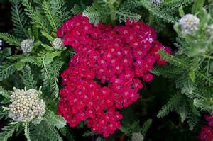 Pomegranate Yarrow