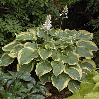 HOSTA EARTH ANGEL #1