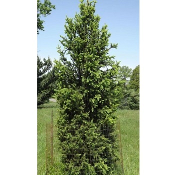 PICEA MAR WELLSPIRE 5' BB