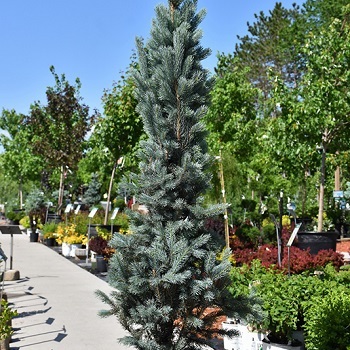PICEA PUN BLUE TOTEM 4' BB
