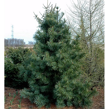PINUS FLE NORTHERN BLUE 6'BB
