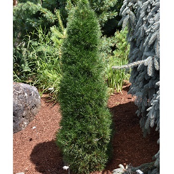 PINUS SYL GREEN PENGUIN #3