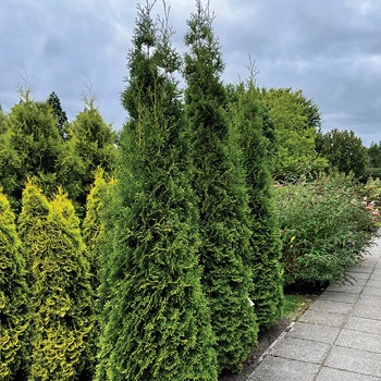 THUJA OCC PRIVATE JET #2 BE