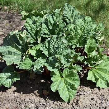 RHUBARB CHIPMANS CAN RD#1/5.5"