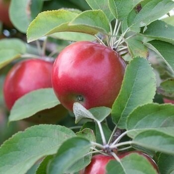 BAREROOT SNOWSWEET 9/16 APPLE