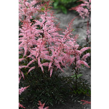 ASTILBE SIM PRETTY IN PINK #1
