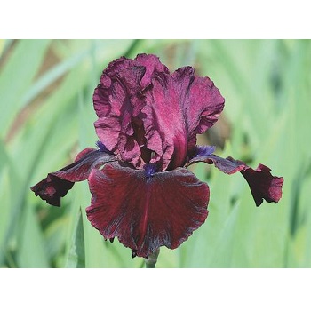 IRIS GER NEPTUNES WINE #1/7" RED