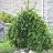 PICEA ABI PENDULA MAJOR 7' BB