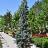 PICEA PUN BLUE TOTEM 4' BB