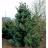 PINUS FLE NORTHERN BLUE 6'BB