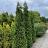 THUJA OCC PRIVATE JET #2 BE