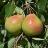 BAREROOT PARKER 9/16 PEAR