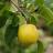 BAREROOT TAWARA 9/16 PEAR FE