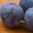 BAREROOT MOUNT ROYAL 11/16 PLUM