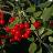 BAREROOT EVANS BALI 11/16 CHERRY
