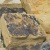 8" PETRIFIED SEASHORE 2"-4" WALL