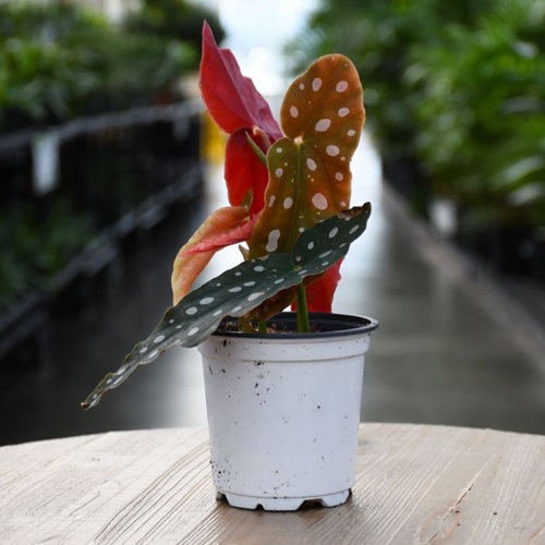 4" HP BEGONIA MACULATA