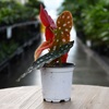 4" HP BEGONIA MACULATA