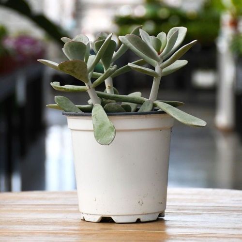4" HP COTYLEDON SILVER PEAK