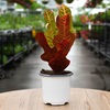 4" HP CROTON EXCELLENTE