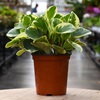 4" HP PEPEROMIA VARIEGATED