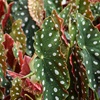 6" HP BEGONIA MACULATA
