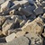 EDEN BOBCAT OUTCROPPING 8"-12"T