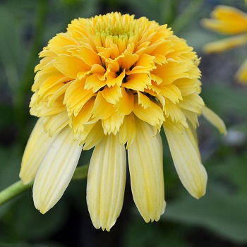 ECHINACEA PANAMA RED #1