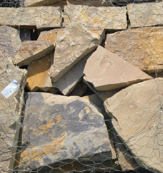 PETRIFIED SEASHORE STEPPERS