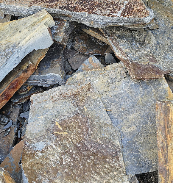 STAMPEDE STEPPERS 1-2"T