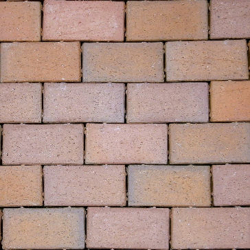 ENGLISH EDGE ROSE FR