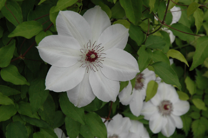 CLEMATIS HENRYI #1/7" WHITE