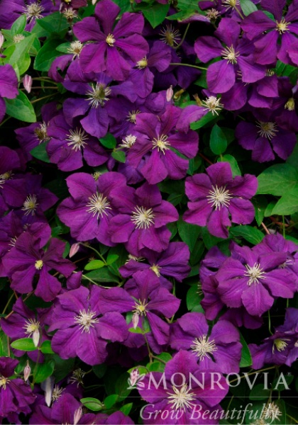 CLEMATIS JACKMANII #1/7"DKPURPLE