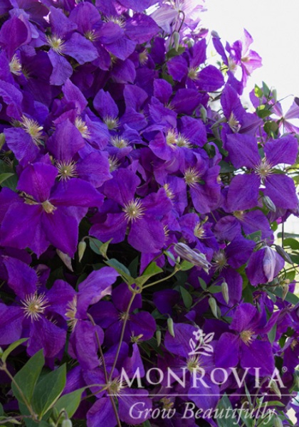 CLEMATIS JACKMANII SUPERBA #1/7"
