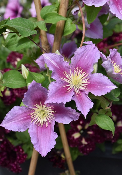 CLEMATIS PIILU #1/7" DBL PINK