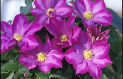 CLEMATIS PINK CHAMPAGNE #1/7"PK