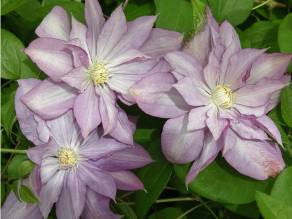 CLEMATIS PROTEUS #1/7"