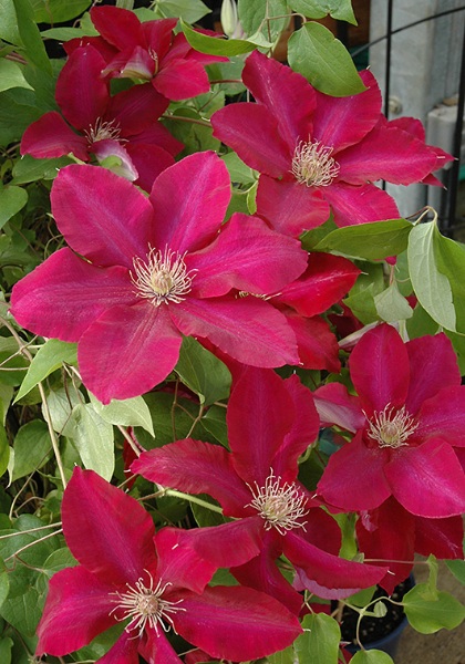 CLEMATIS REBECCA #1/7" RED