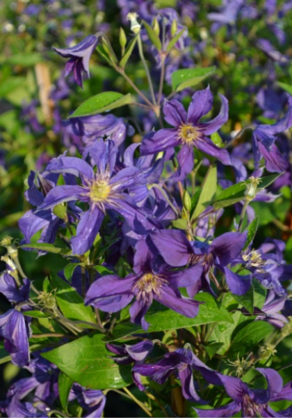 CLEMATIS SAPPHIRE INDIGO #1/7"BL