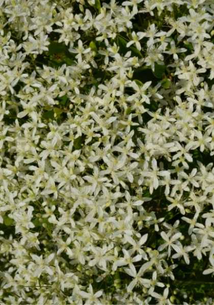 CLEMATIS SWEET AUTUMN #1/7" WHT
