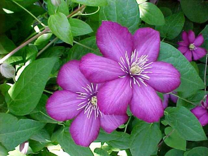 CLEMATIS VILLE DE LYON #1/7" RED