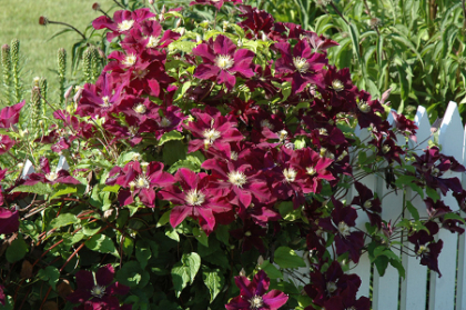CLEMATIS WARSAW NIKE#1/7DKPURPLE