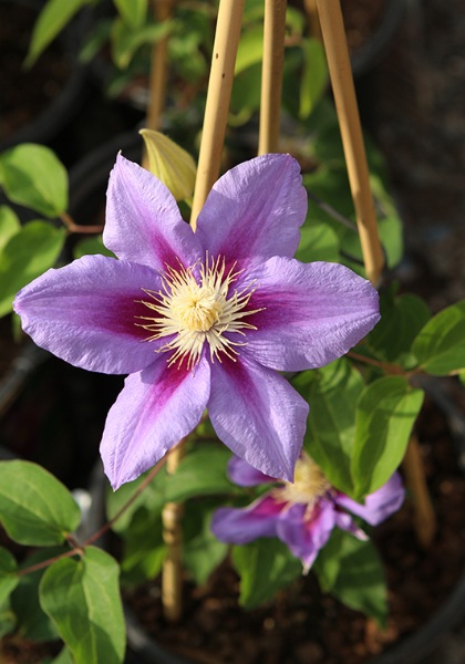 CLEMATIS BARBARA JACKMAN#1/7"PUR