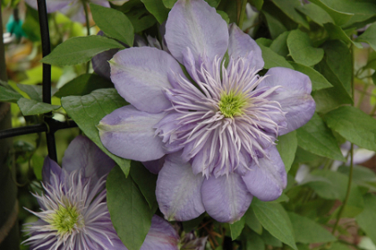 CLEMATIS BLUE LIGHT #1/7"BLUEVIO