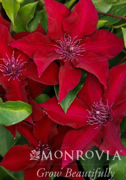 CLEMATIS BLVD NUBIA #2 DK RED