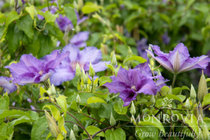 CLEMATIS BLVD SACHA #2 MAU/BL