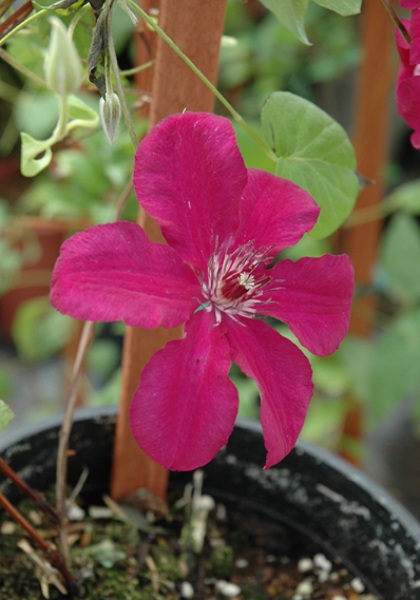 CLEMATIS CARDINAL WYSZYNSKI#1/7"